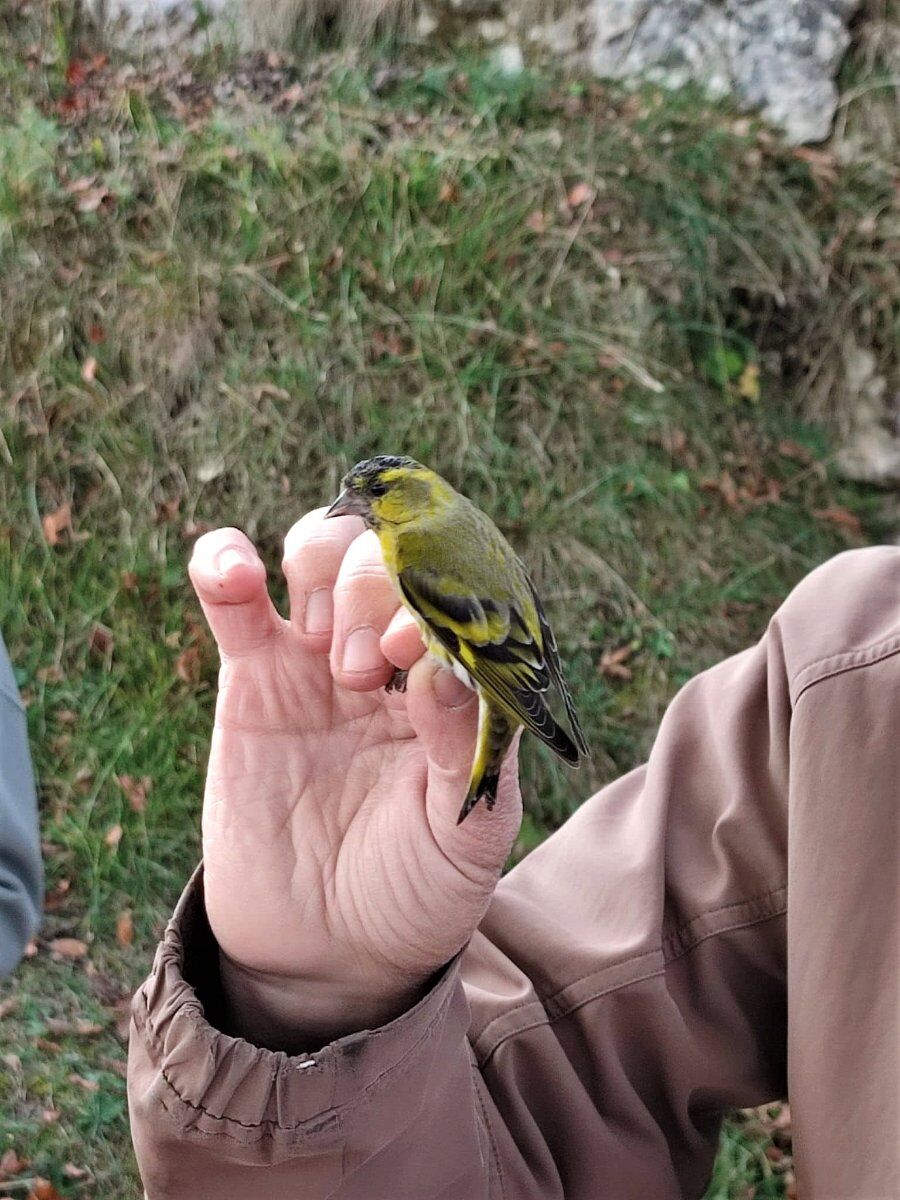 Trekking al Passo Spino: la meraviglia della migrazione autunnale Trekking al Passo Spino: la meraviglia della migrazione autunnale desktop picture