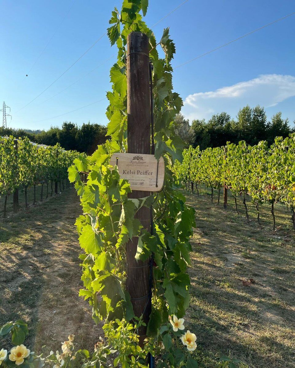 Tour della Tenuta Torciano con Degustazione di specialità toscane Tour della Tenuta Torciano con Degustazione di specialità toscane desktop picture