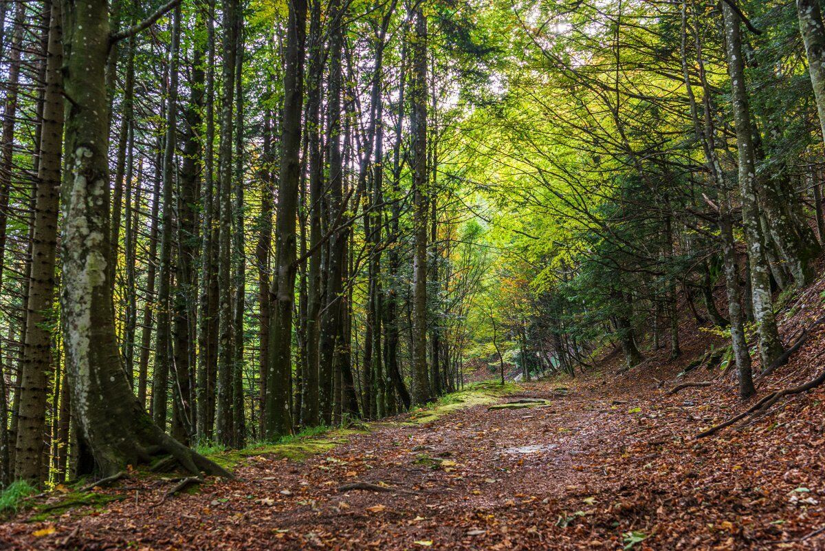 Escursione nella Biodiversità: la millenaria Foresta di Campigna desktop picture