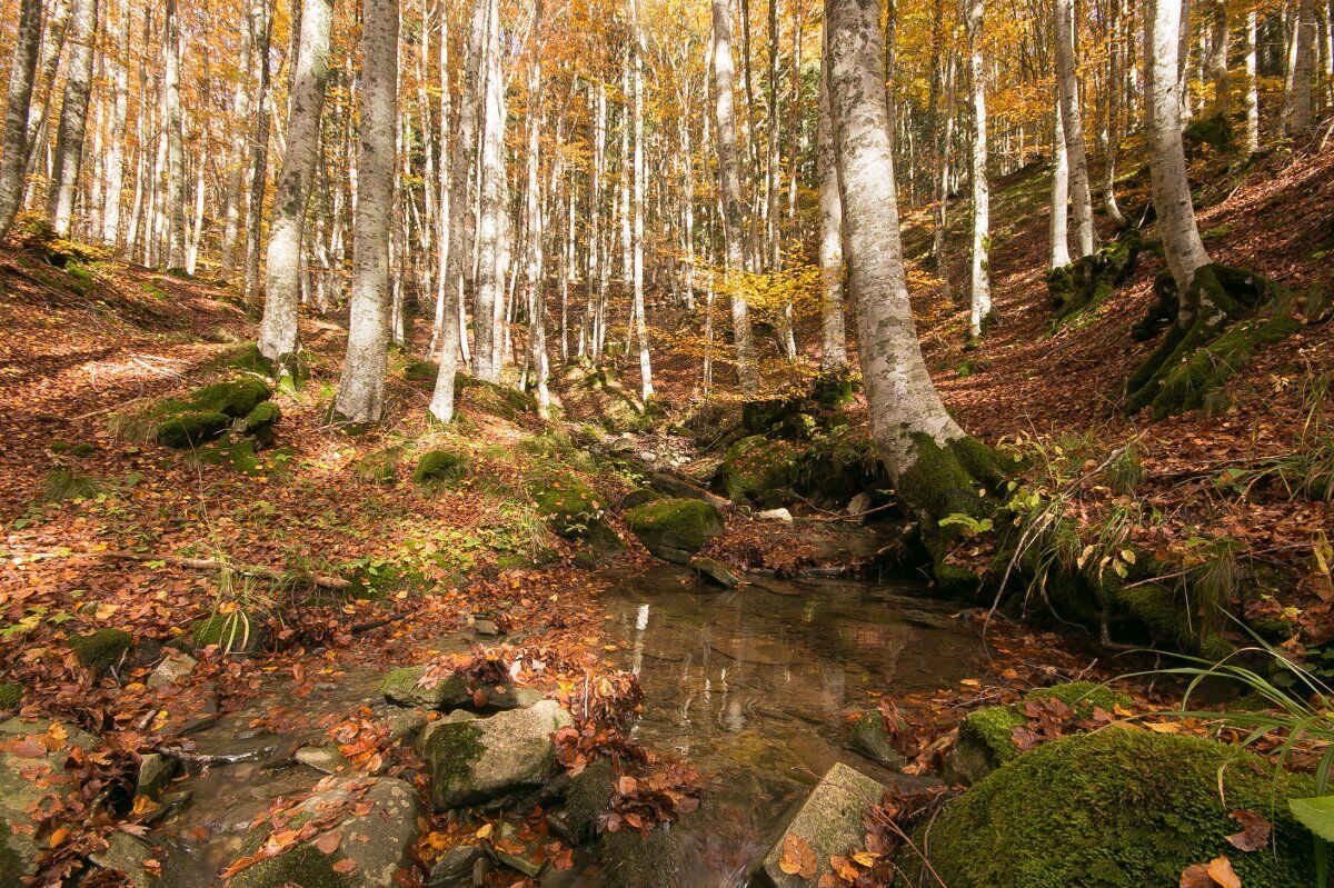 Escursione nella Biodiversità: la millenaria Foresta di Campigna Escursione nella Biodiversità: la millenaria Foresta di Campigna desktop picture