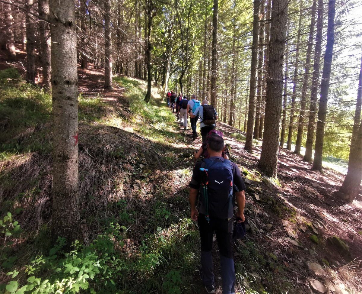 Escursione nella Biodiversità: la millenaria Foresta di Campigna Escursione nella Biodiversità: la millenaria Foresta di Campigna desktop picture