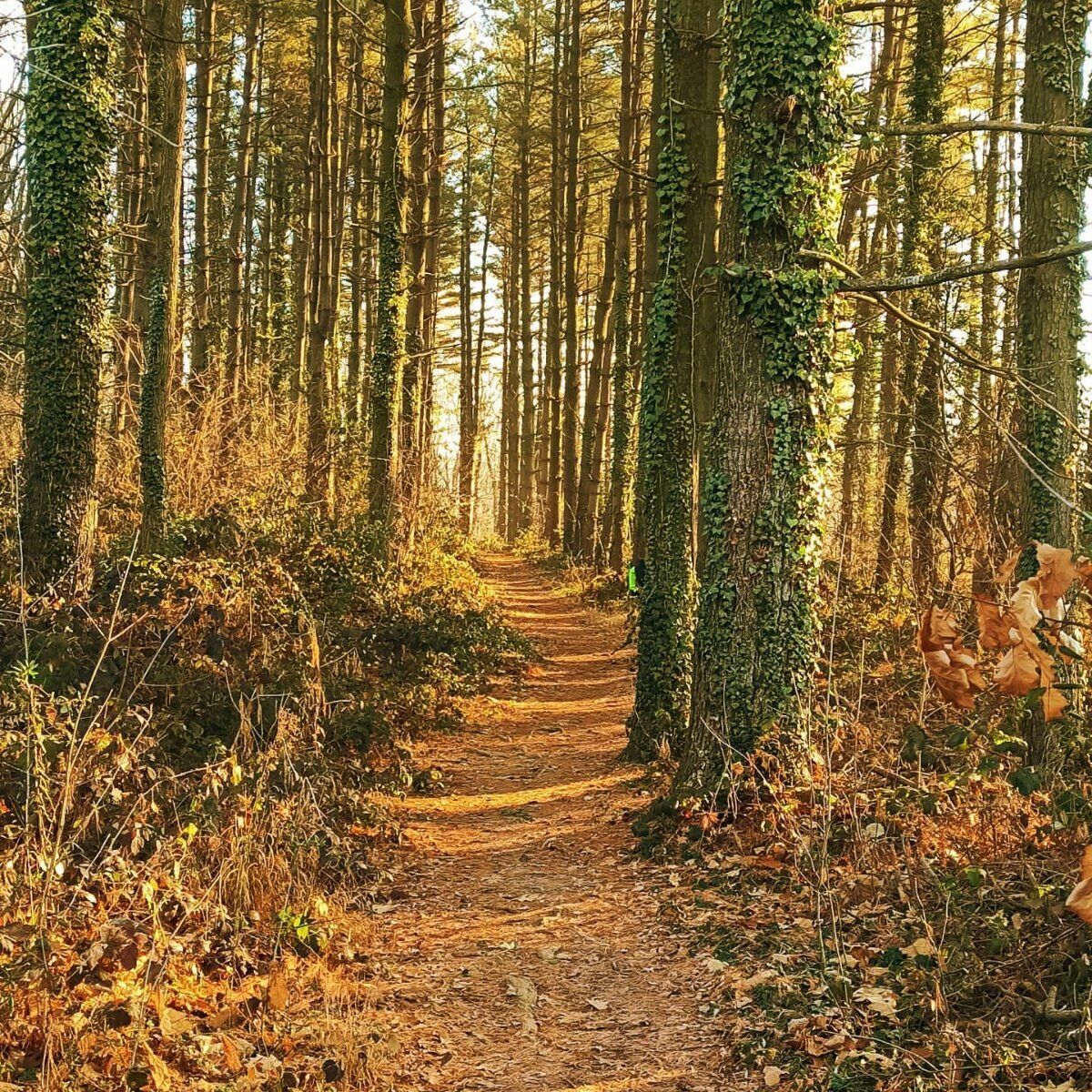 Trekking tra foliage e castagnata in Brianza: alla scoperta del luppoleto Trekking tra foliage e castagnata in Brianza: alla scoperta del luppoleto desktop picture