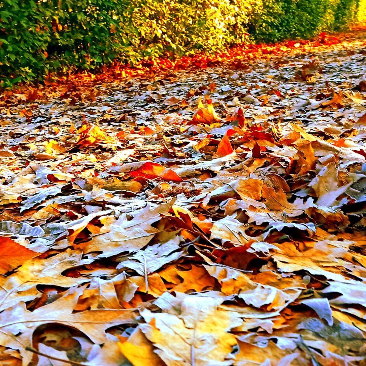 Trekking tra foliage e castagnata in Brianza: alla scoperta del luppoleto Trekking tra foliage e castagnata in Brianza: alla scoperta del luppoleto desktop picture