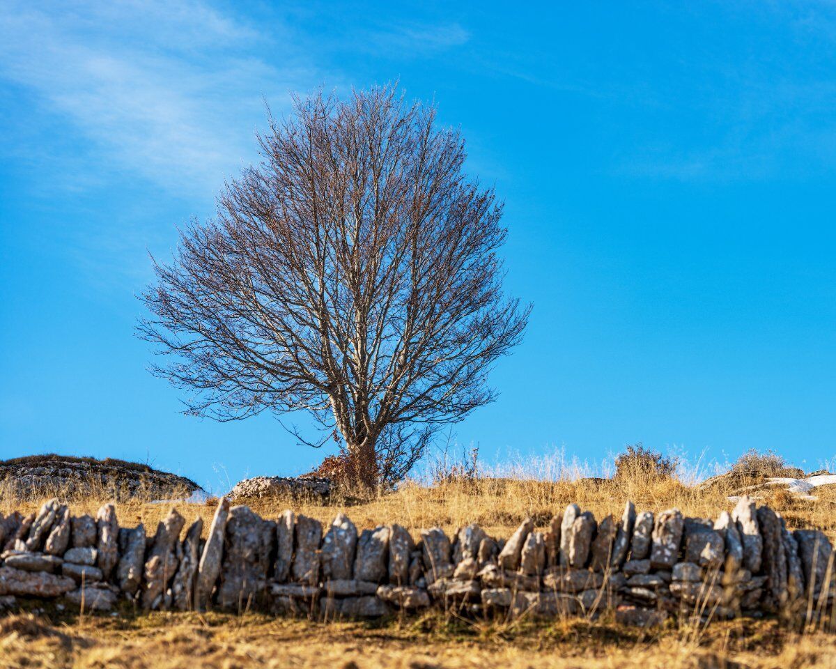 Escursione a Erbezzo: tra Paesaggi e Alberi Monumentali della Lessinia desktop picture