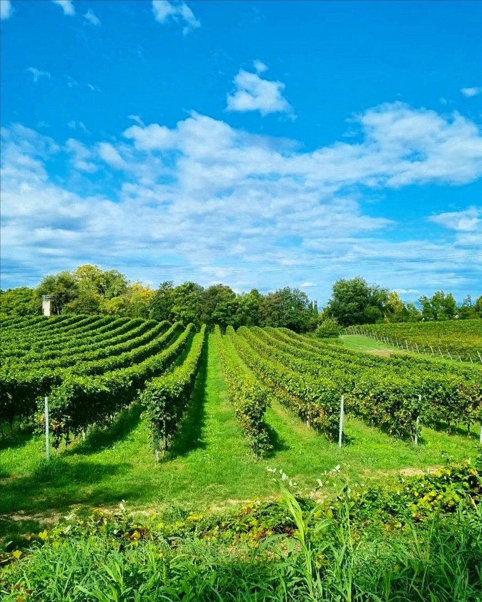 Passeggiata a Custoza con Degustazione in Cantina Passeggiata a Custoza con Degustazione in Cantina desktop picture