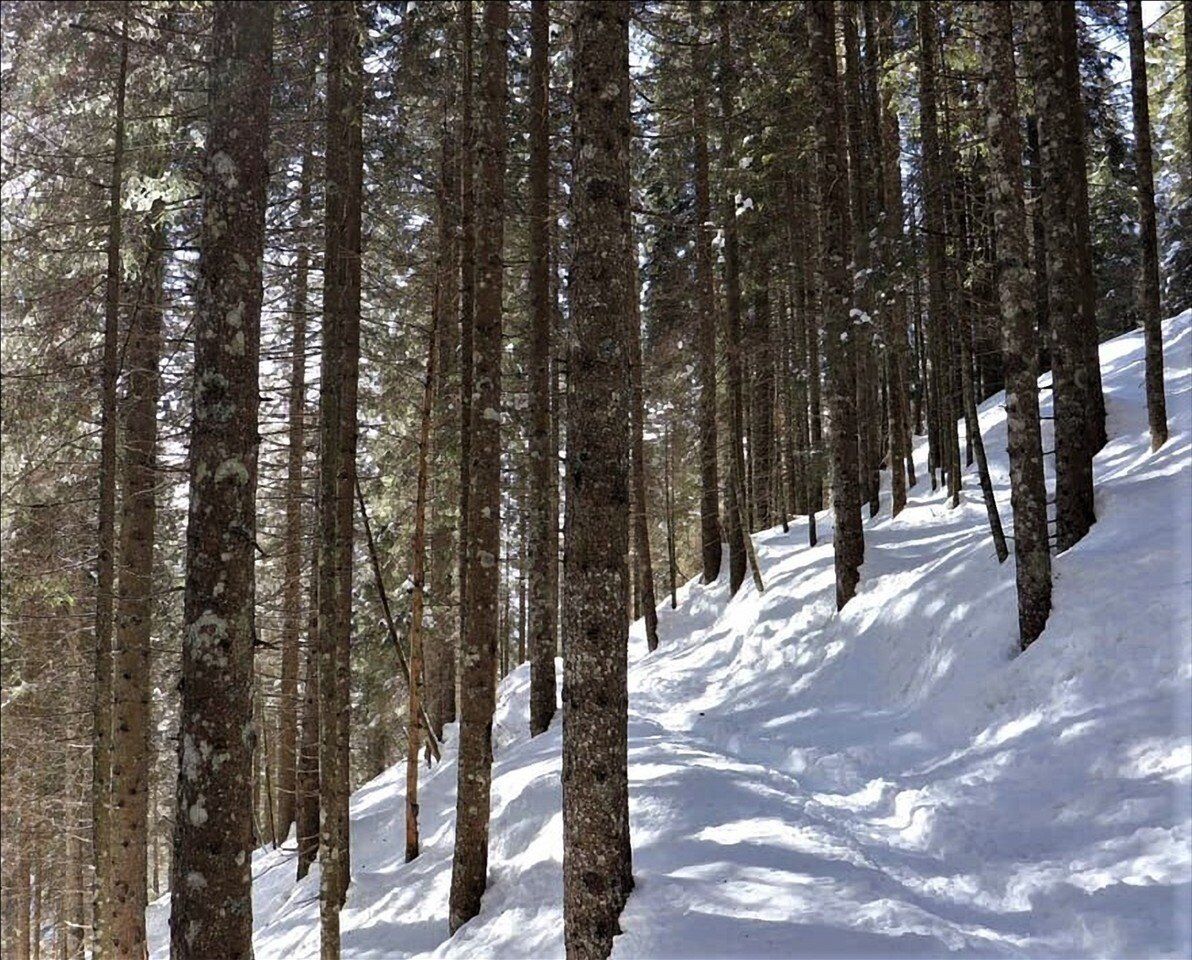 Ciaspolata panoramica in Val di Roda: la Valle Incantata Ciaspolata panoramica in Val di Roda: la Valle Incantata desktop picture