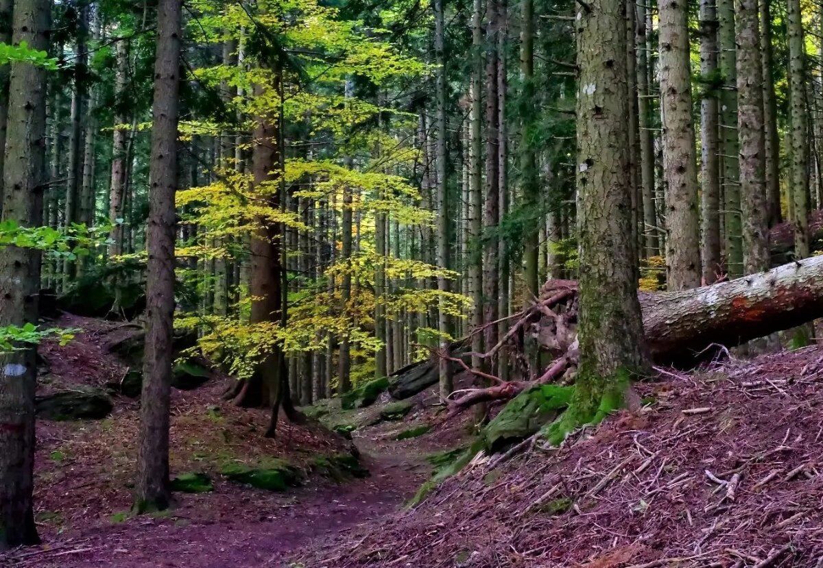 Trekking nella Valle abbandonata di Pietrapazza Trekking nella Valle abbandonata di Pietrapazza desktop picture