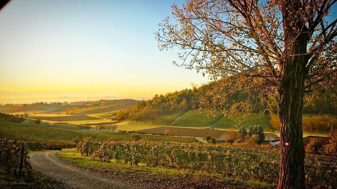 Passeggiata tra le colline del Monferrato intorno a Terruggia desktop picture