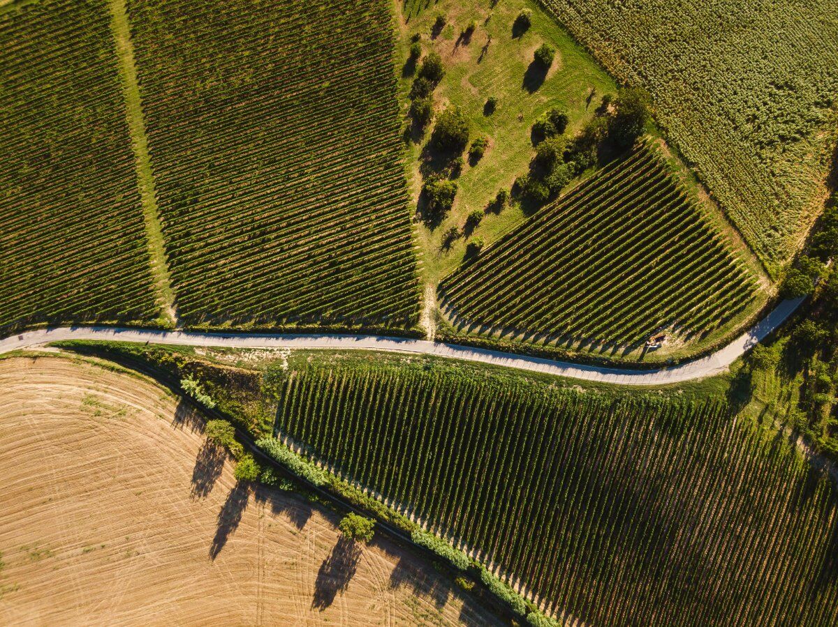 L'anello di Vignale Monferrato desktop picture