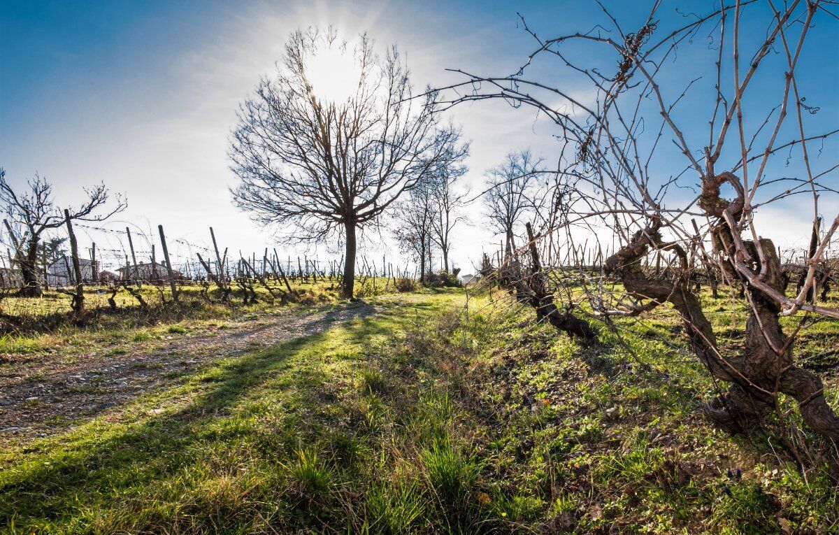 Escursione ad anello in Monferrato: i Borghi e le colline di Monleale Escursione ad anello in Monferrato: i Borghi e le colline di Monleale desktop picture