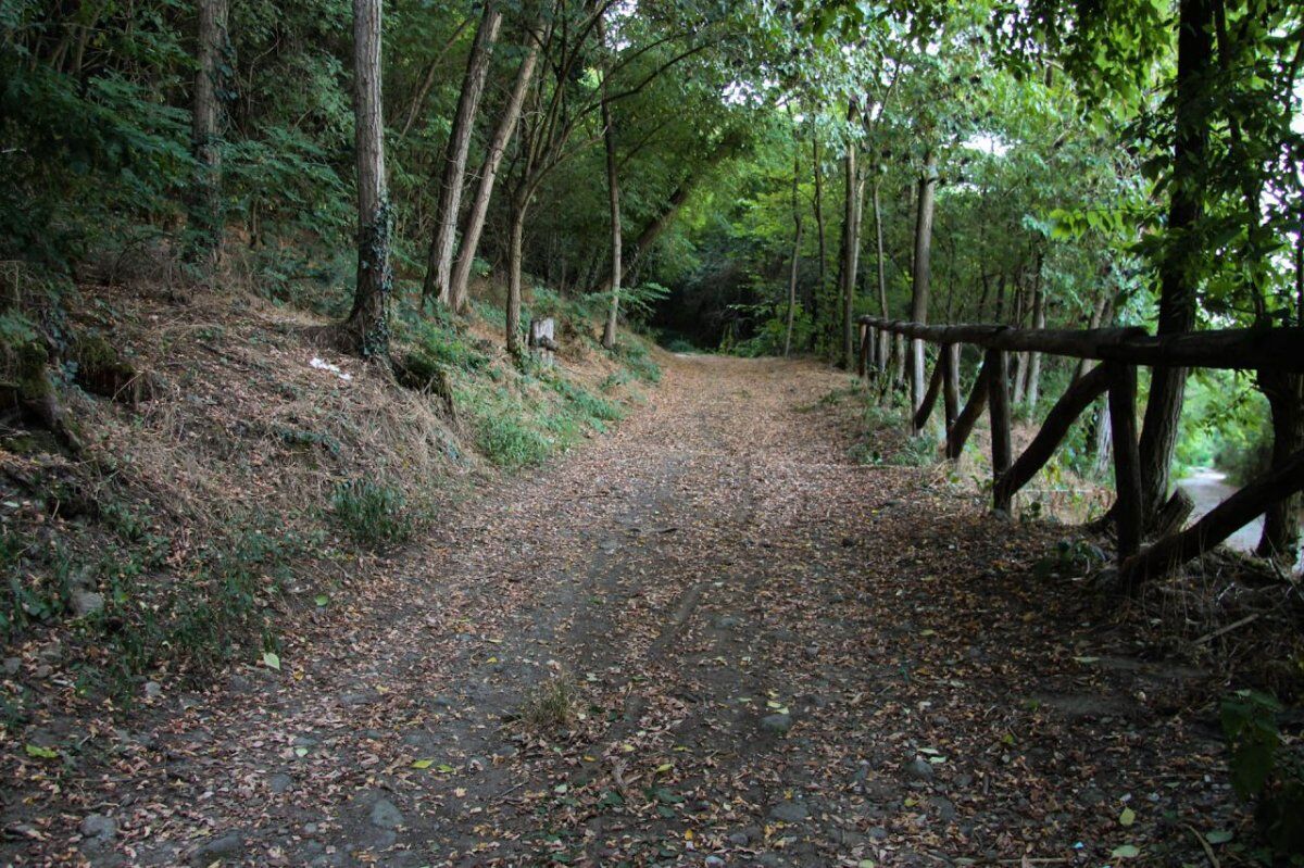 Incontro con psicologa: lezione di ecobenessere in natura Incontro con psicologa: lezione di ecobenessere in natura desktop picture