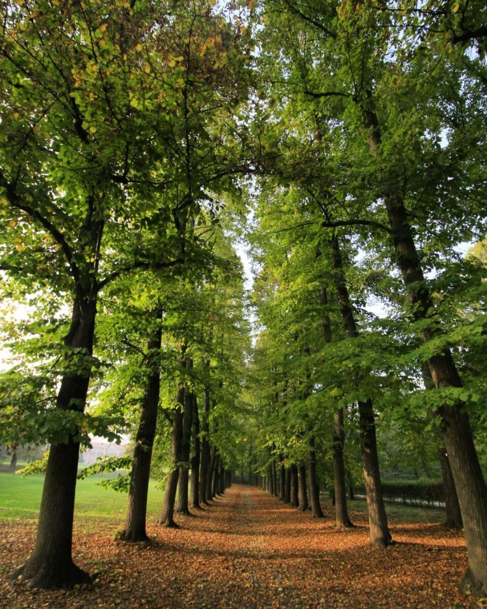 Il Parco La Mandria: Percorso tra Storia e Natura a due passi da Torino desktop picture