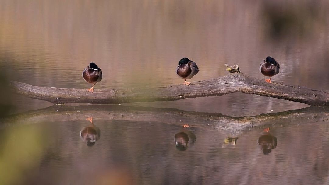 Il Parco La Mandria: Percorso tra Storia e Natura a due passi da Torino desktop picture