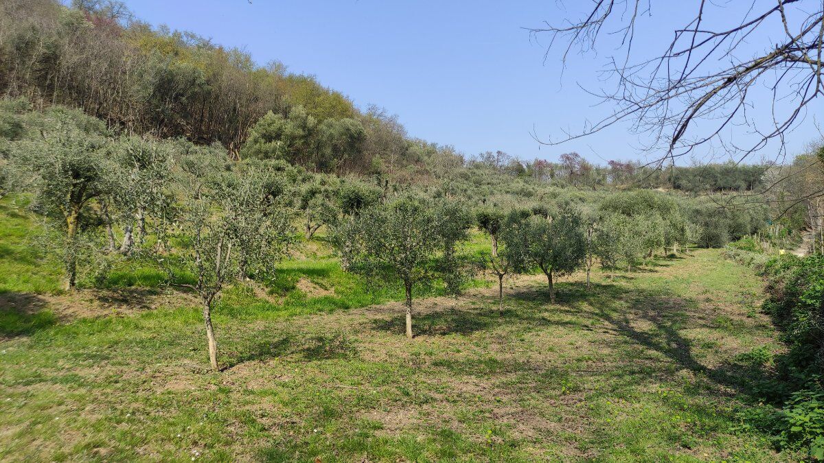 Rivelando tesori nascosti: escursione al Monte Orbieso Rivelando tesori nascosti: escursione al Monte Orbieso desktop picture
