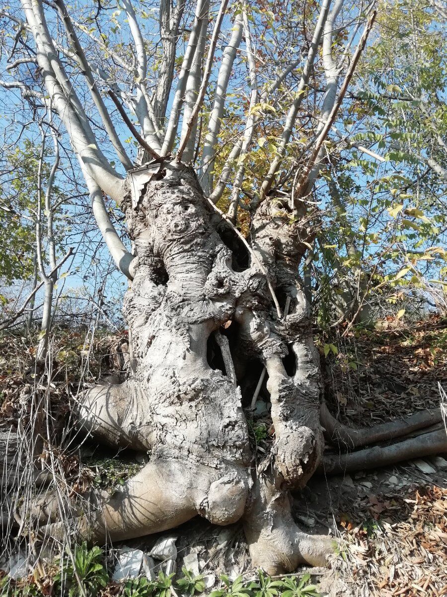 Rivelando tesori nascosti: escursione al Monte Orbieso Rivelando tesori nascosti: escursione al Monte Orbieso desktop picture
