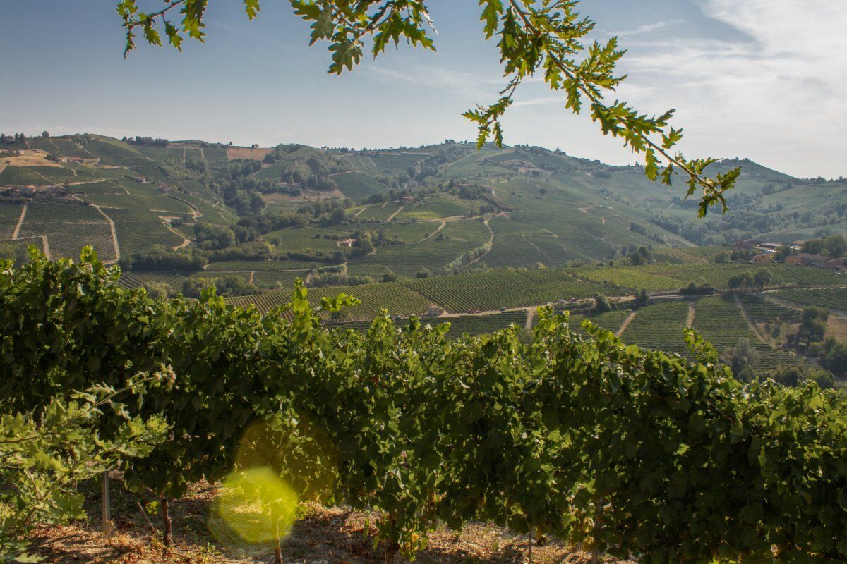 Passeggiata a Loazzolo e i Sentieri del Vino Moscato desktop picture