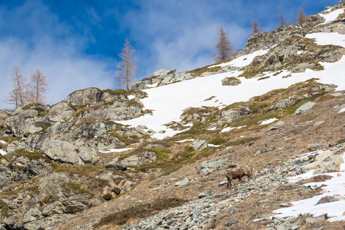 Trekking nel meraviglioso altopiano di Pian della Mussa Trekking nel meraviglioso altopiano di Pian della Mussa desktop picture