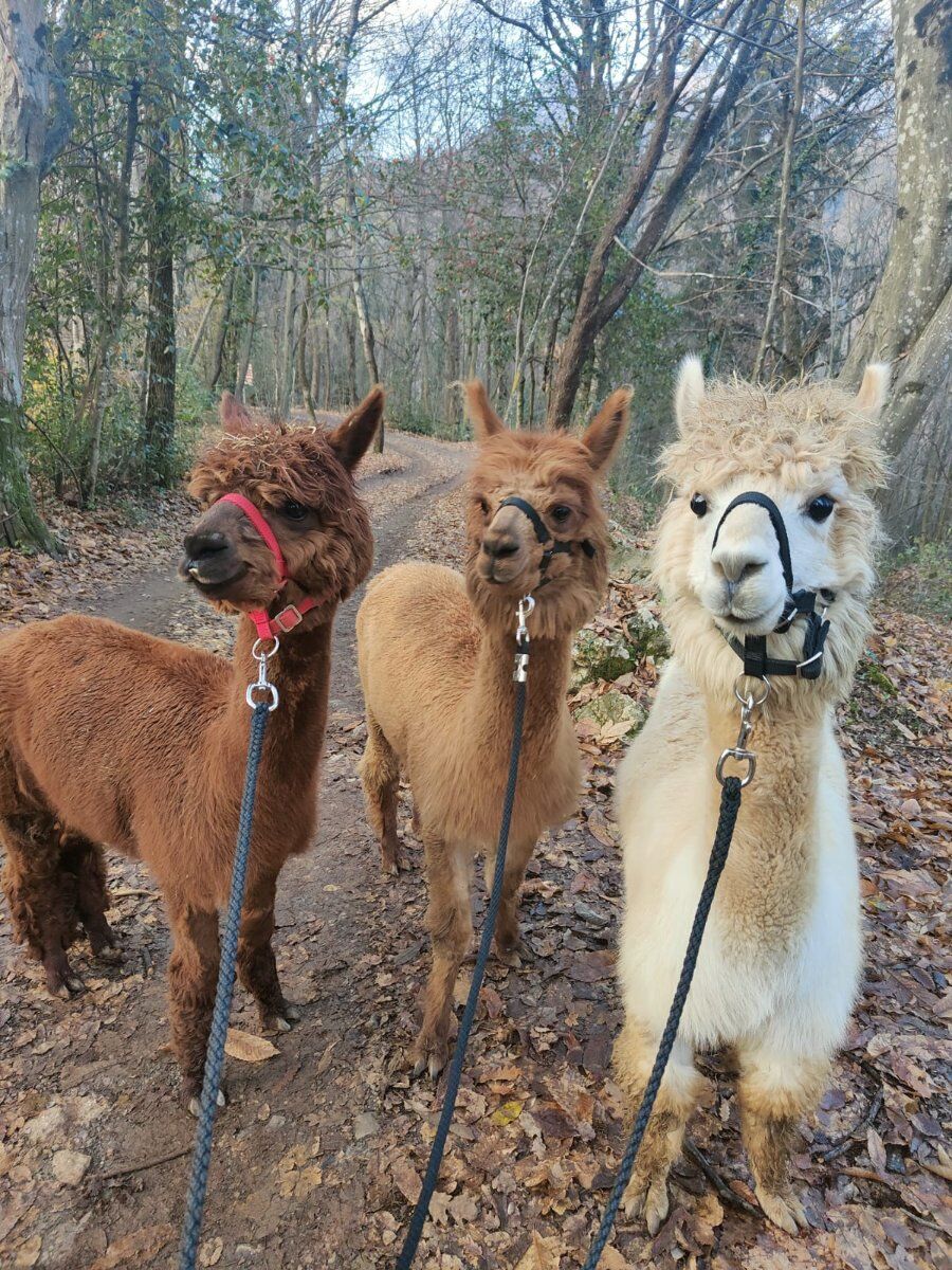Meeters & Gengle: passeggiata con figli al Parco delle Fucine alla scoperta degli Alpaca desktop picture