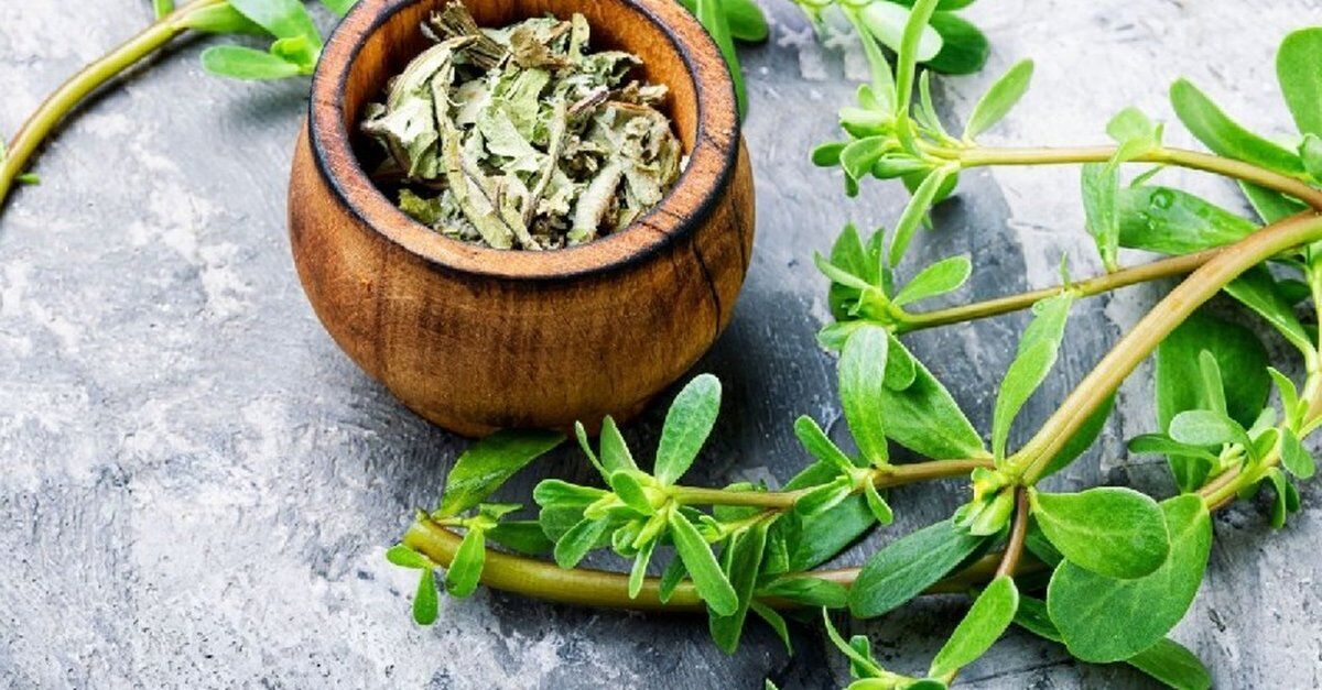 Incontro online di Botanica: conosciamo le piante selvatiche commestibili Incontro online di Botanica: conosciamo le piante selvatiche commestibili desktop picture