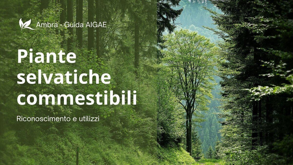 Incontro online di Botanica: conosciamo le piante selvatiche commestibili Incontro online di Botanica: conosciamo le piante selvatiche commestibili desktop picture