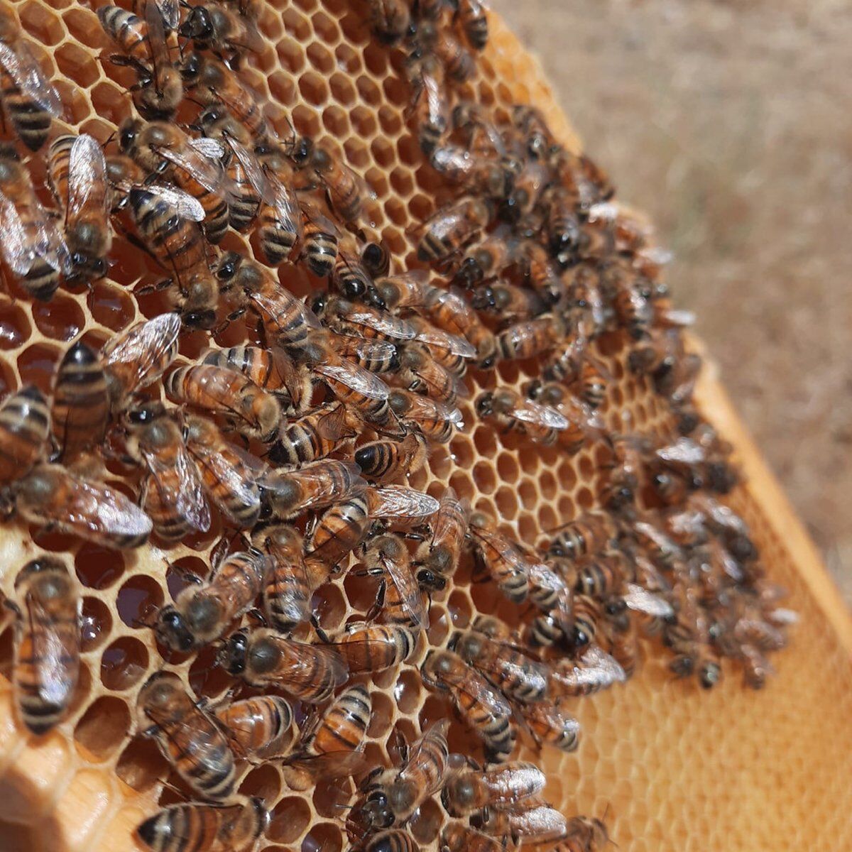 Meeters & Gengle: alla scoperta del mondo delle api desktop picture