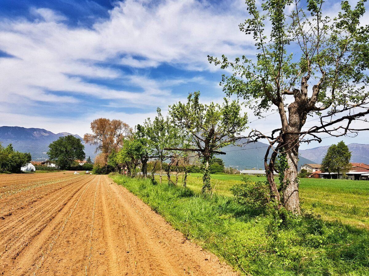 Meeters & Gengle: alla scoperta del mondo delle api Meeters & Gengle: alla scoperta del mondo delle api desktop picture