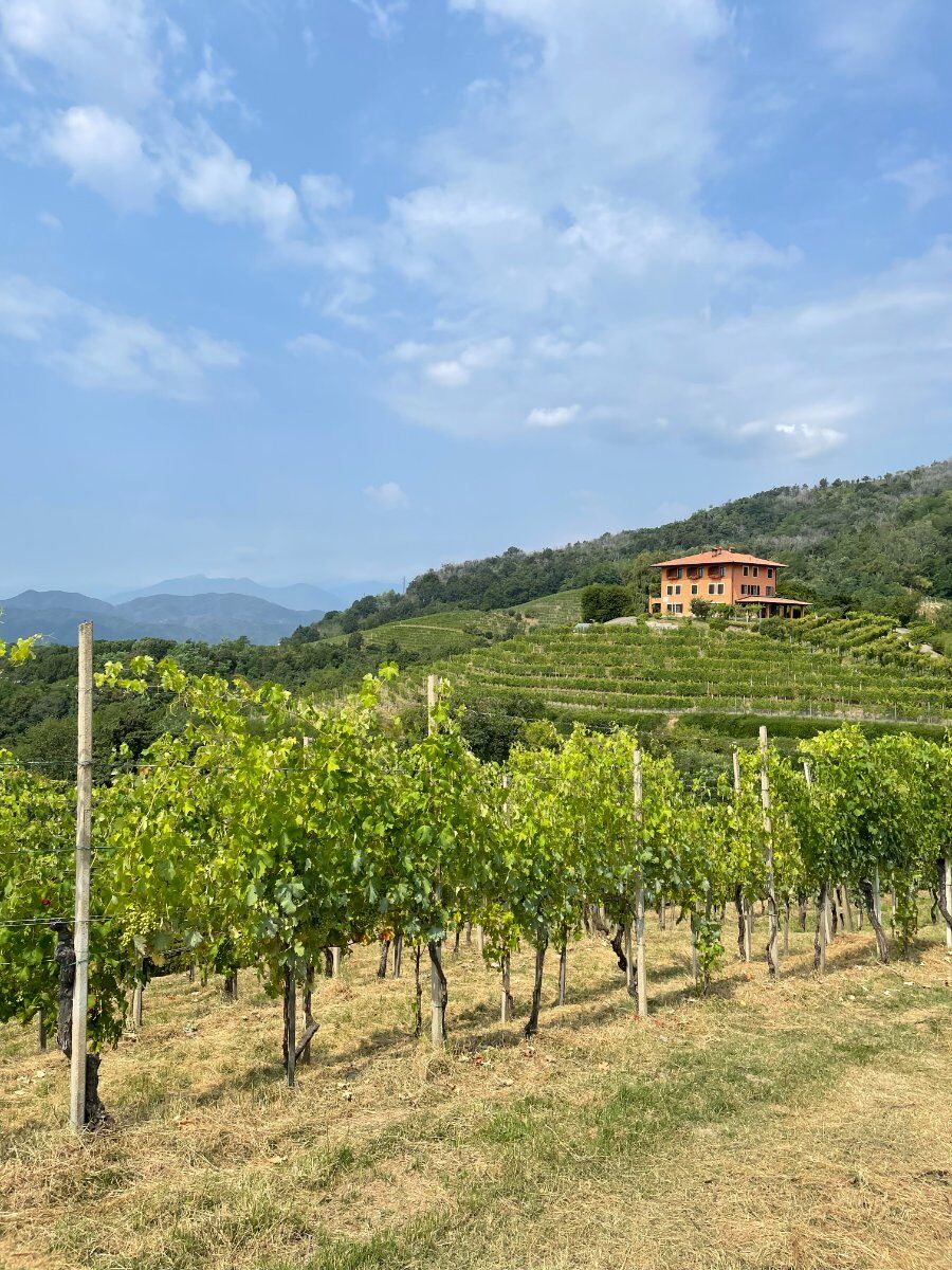 Trekking con degustazione tra i vigneti delle Colline Novaresi desktop picture