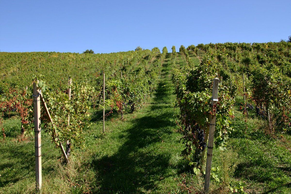 Trekking con degustazione tra i vigneti delle Colline Novaresi Trekking con degustazione tra i vigneti delle Colline Novaresi desktop picture