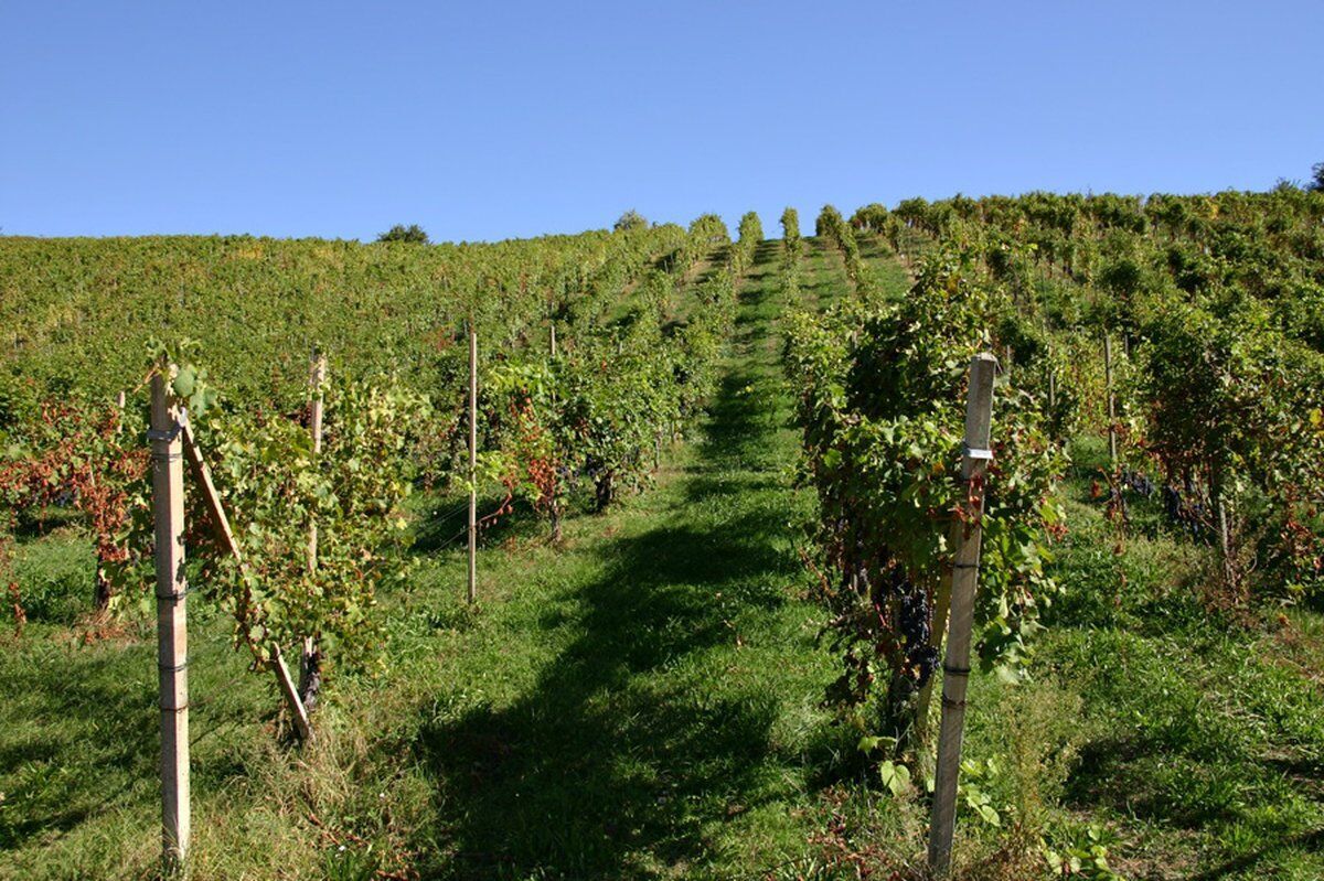 Trekking con degustazione tra i vigneti delle Colline Novaresi desktop picture