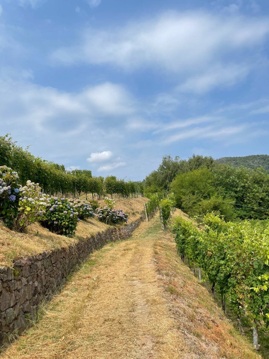 Trekking con degustazione tra i vigneti delle Colline Novaresi Trekking con degustazione tra i vigneti delle Colline Novaresi desktop picture