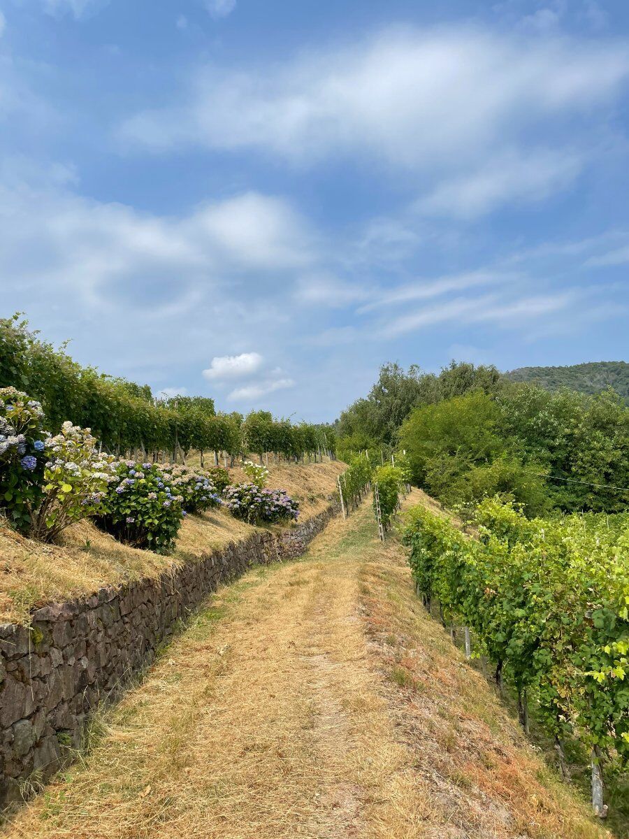 Trekking con degustazione tra i vigneti delle Colline Novaresi desktop picture