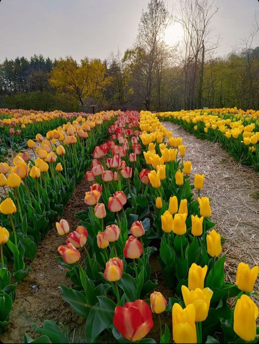 Trekking sulle pendici del Monte Canto e raccolta di Tulipani Trekking sulle pendici del Monte Canto e raccolta di Tulipani desktop picture