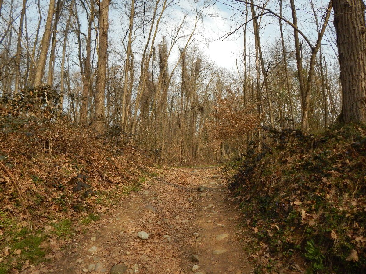 Escursione al Torrente Lura: Natura, Amicizia e Relax Escursione al Torrente Lura: Natura, Amicizia e Relax desktop picture