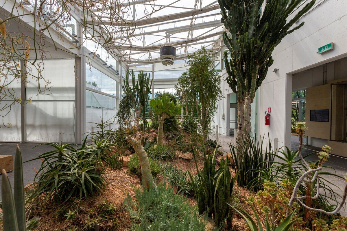 Visita guidata all'Orto Botanico di Padova, Patrimonio Unesco Visita guidata all'Orto Botanico di Padova, Patrimonio Unesco desktop picture