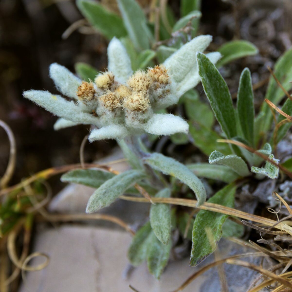 Escursione ad anello a Folgaria: in cima al Monte Maggio Escursione ad anello a Folgaria: in cima al Monte Maggio desktop picture