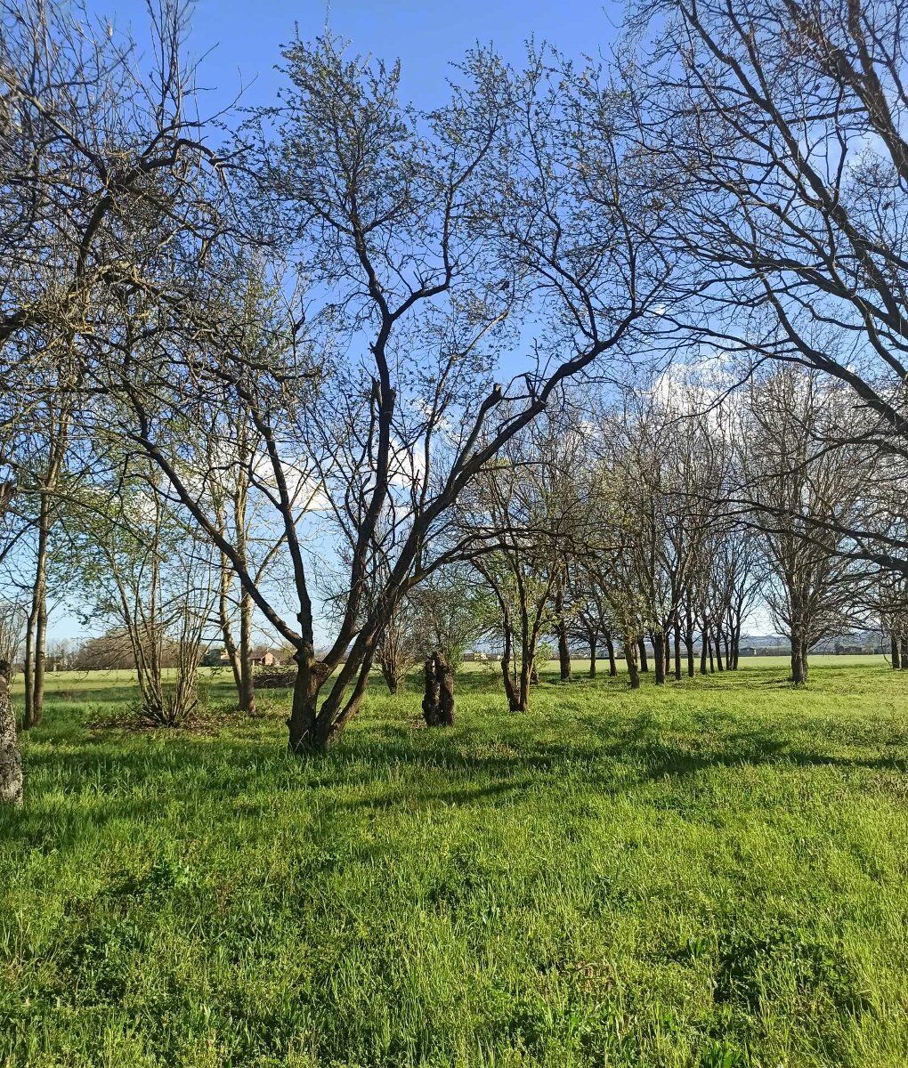 Mindfulness e Benessere nel bosco: allenare mente e corpo desktop picture