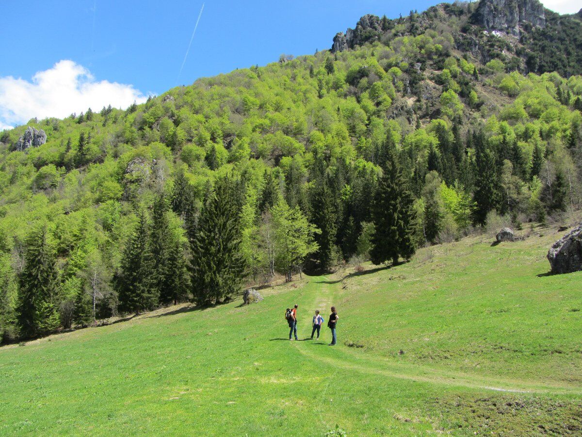 Trekking da Serina al Colle di Zambla: pinete e panorami mozzafiato Trekking da Serina al Colle di Zambla: pinete e panorami mozzafiato desktop picture