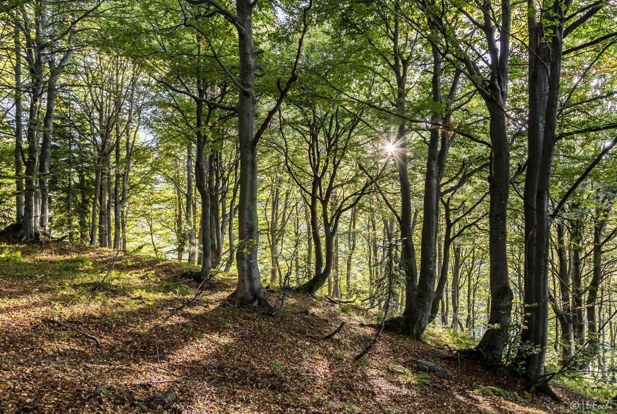 Escursione panoramica con vista sul Monte Rosa all'Alpe di Mera Escursione panoramica con vista sul Monte Rosa all'Alpe di Mera desktop picture