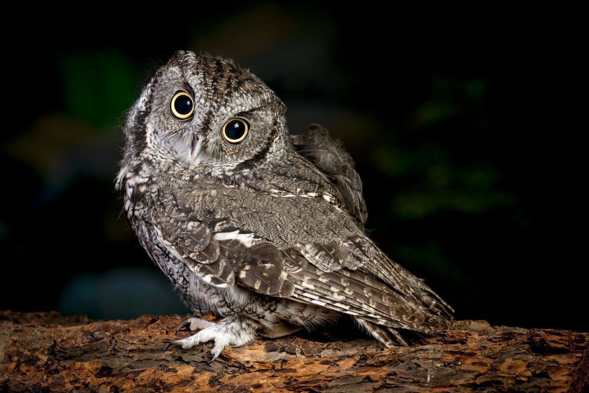 Birra e rapaci notturni: degustazione e passeggiata serale a Brescia Birra e rapaci notturni: degustazione e passeggiata serale a Brescia desktop picture