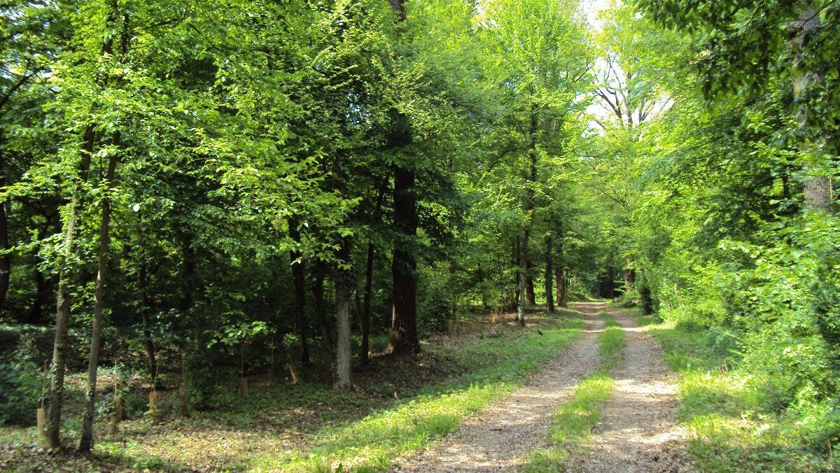 Birra e rapaci notturni: degustazione e passeggiata serale a Brescia Birra e rapaci notturni: degustazione e passeggiata serale a Brescia desktop picture