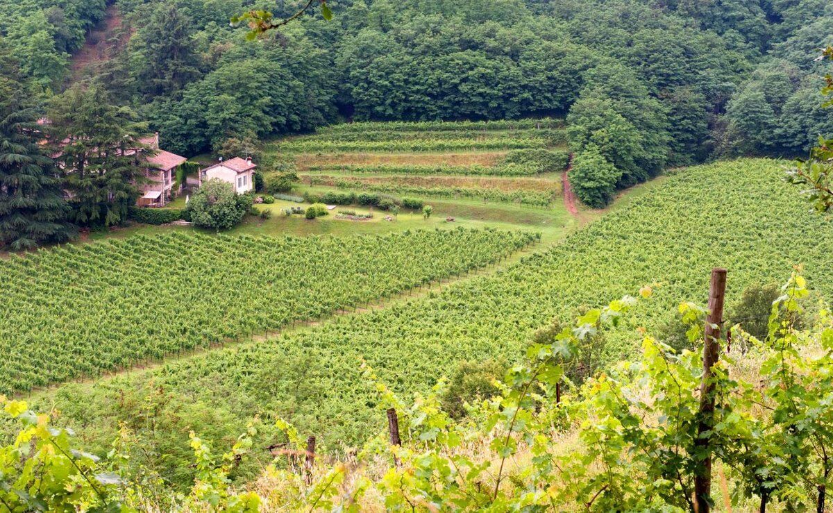 Wine & Dogs: Camminata cinofila e degustazione in Franciacorta Wine & Dogs: Camminata cinofila e degustazione in Franciacorta desktop picture