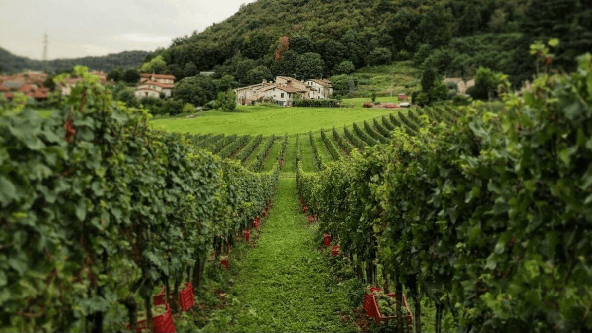 Wine & Dogs: Camminata cinofila e degustazione in Franciacorta Wine & Dogs: Camminata cinofila e degustazione in Franciacorta desktop picture