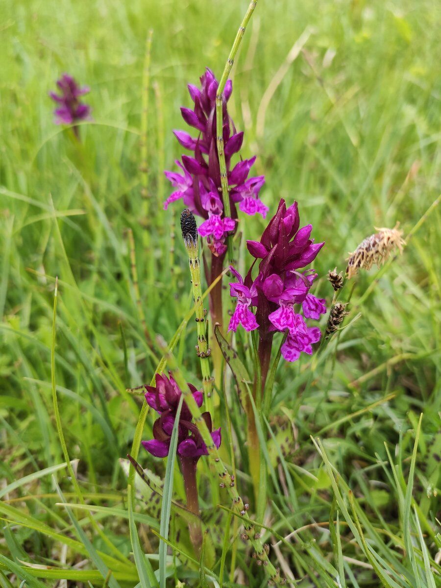 La bellezza del Monte Pelmo: trekking da Zoppè fino al Rifugio Venezia La bellezza del Monte Pelmo: trekking da Zoppè fino al Rifugio Venezia desktop picture