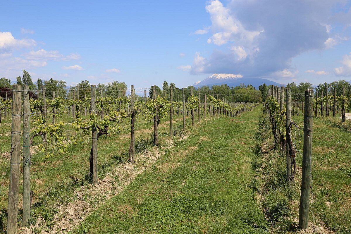 Dog Hiking con agri-aperitivo a Desenzano del Garda desktop picture