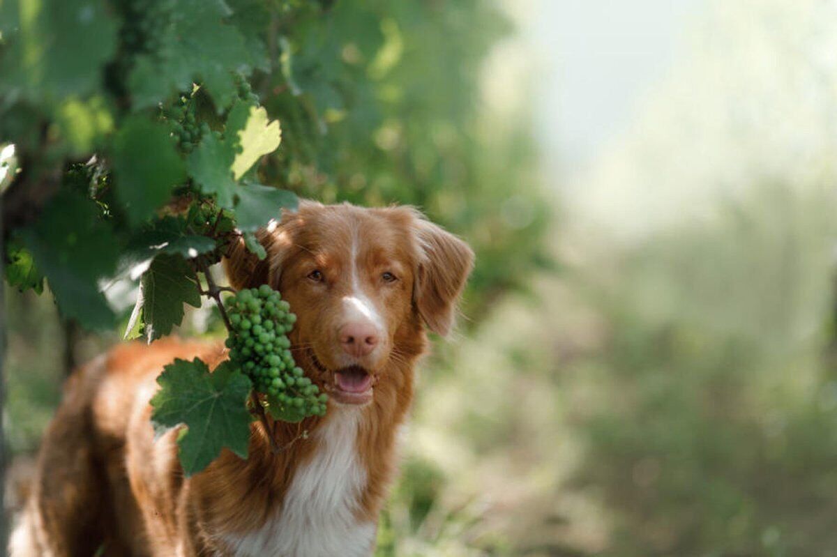 Dog Hiking con agri-aperitivo a Desenzano del Garda Dog Hiking con agri-aperitivo a Desenzano del Garda desktop picture