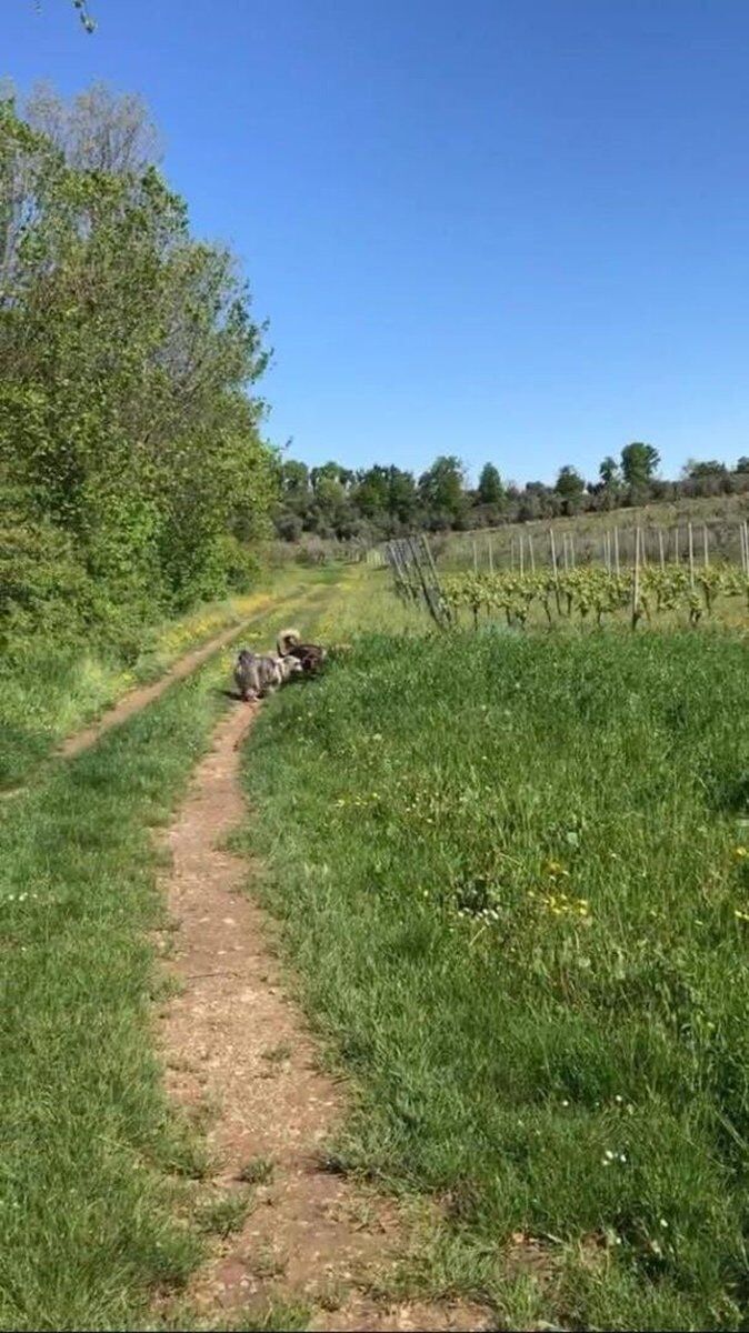 Dog Hiking con agri-aperitivo a Desenzano del Garda Dog Hiking con agri-aperitivo a Desenzano del Garda desktop picture