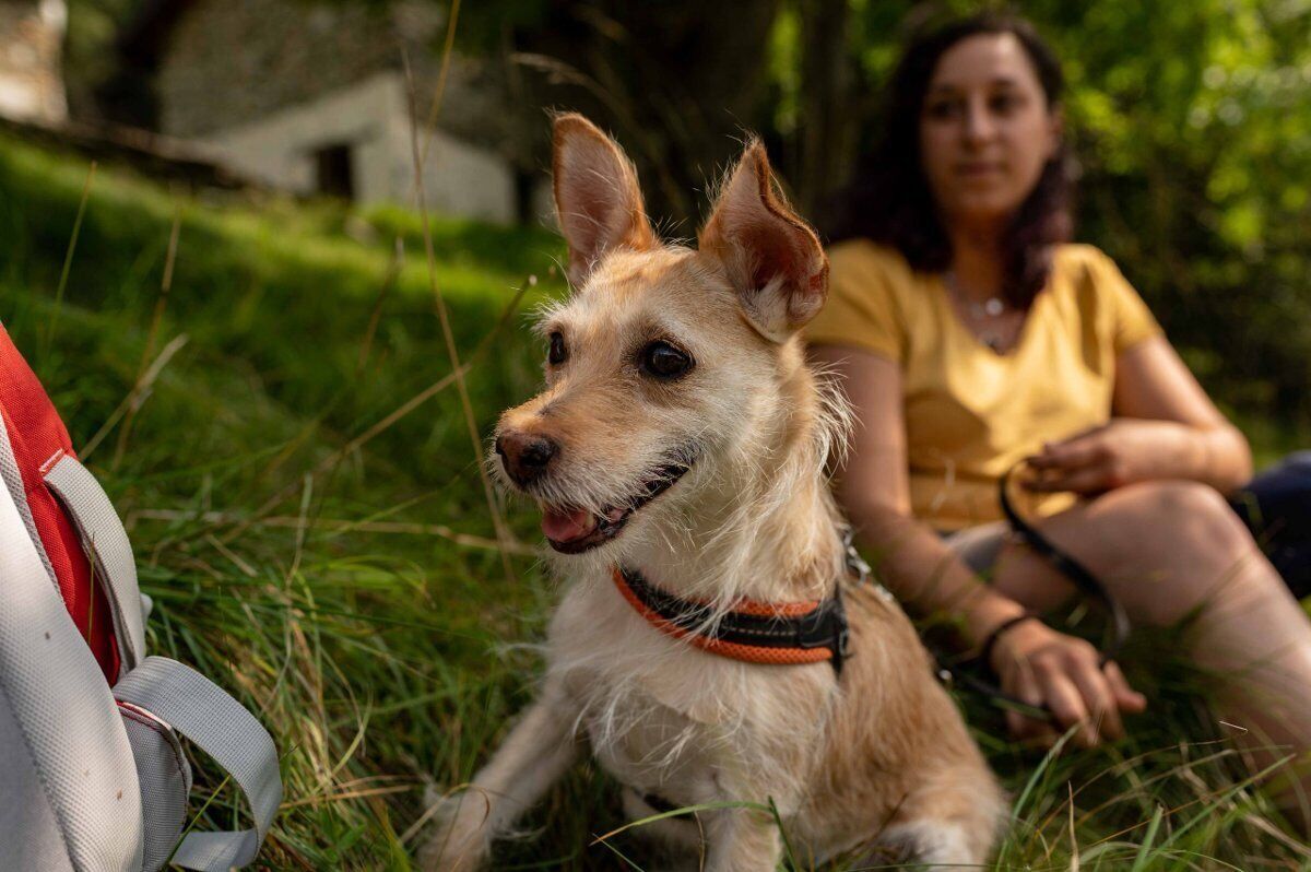 Dog Hiking con agri-aperitivo a Desenzano del Garda desktop picture