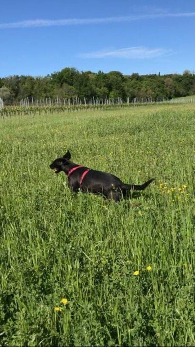 Dog Hiking con agri-aperitivo a Desenzano del Garda desktop picture