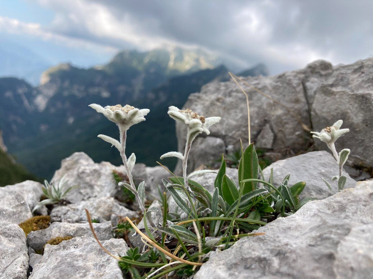 Trekking nel cuore delle Piccole Dolomiti: la Catena delle Tre Croci Trekking nel cuore delle Piccole Dolomiti: la Catena delle Tre Croci desktop picture