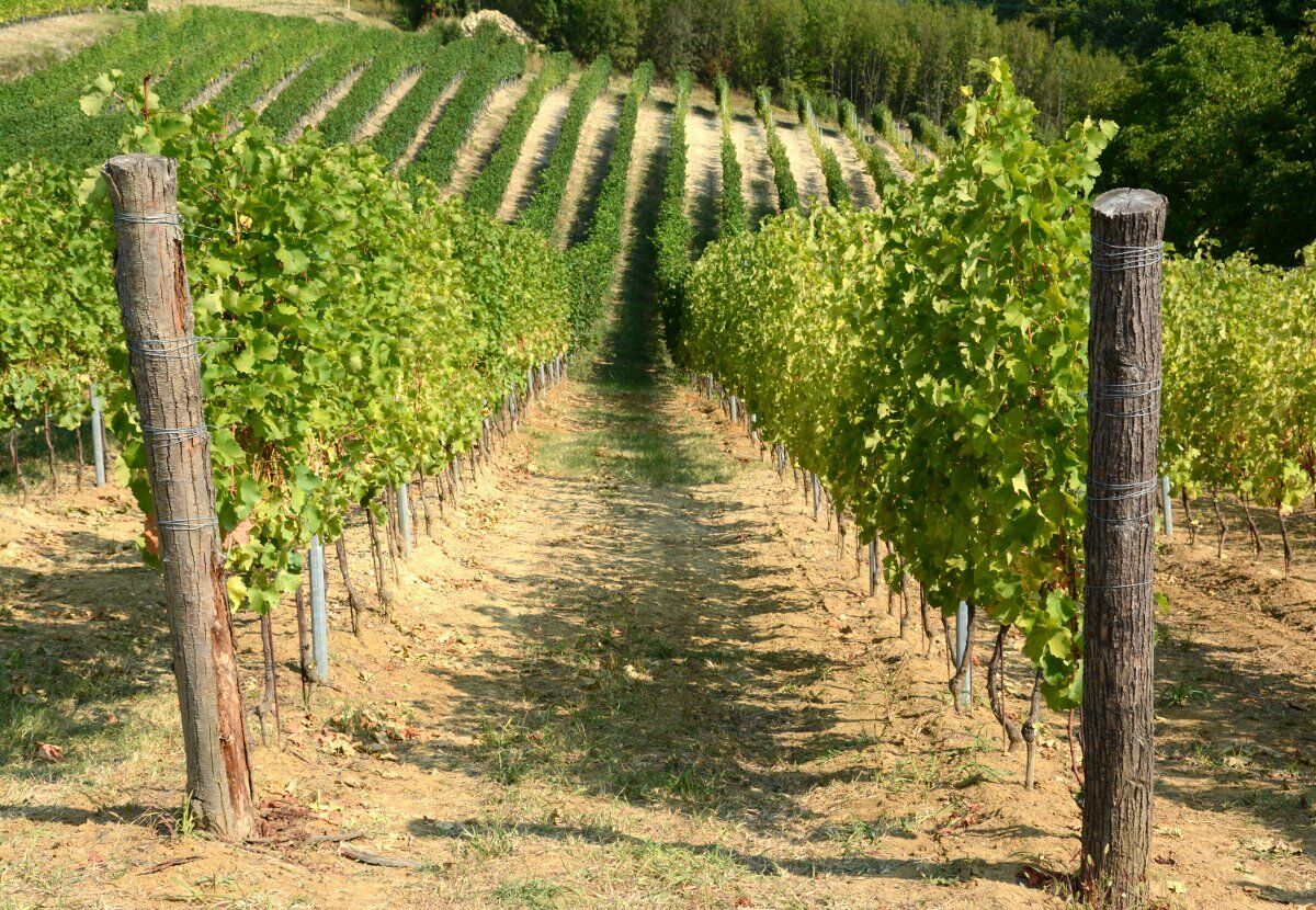 Trekking sui crinali della Langa Astigiana: il Giro delle Cinque Torri Trekking sui crinali della Langa Astigiana: il Giro delle Cinque Torri desktop picture
